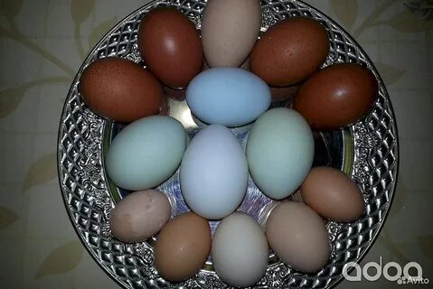 Авито куры яйцо