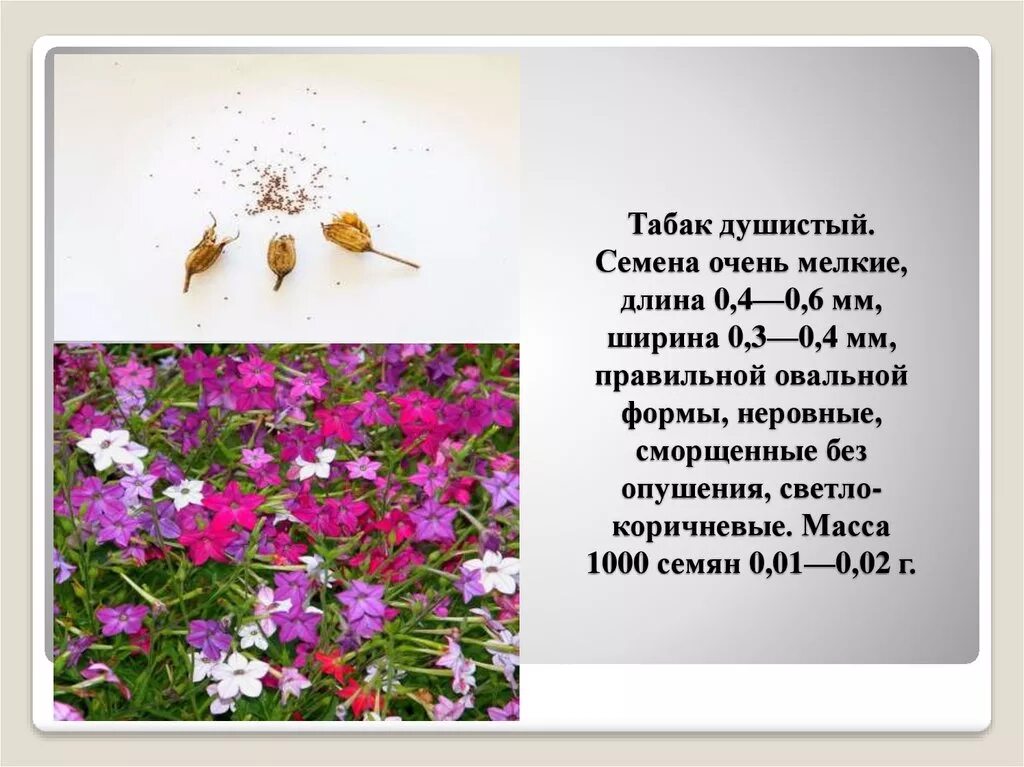 Душистый значение. Табак душистый. цветок табака душистого. душистый табак цветы. классификация табак душистый.