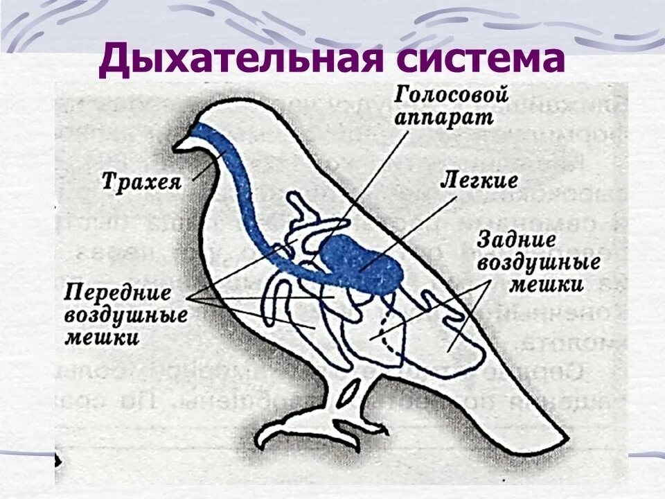 Дыхание птиц воздушные мешки. Эволюция системы органов дыхания у птиц. Органы дыхательной системы у голубя. Внутреннее строение птиц дыхательная система. Схема дыхательной системы птицы.