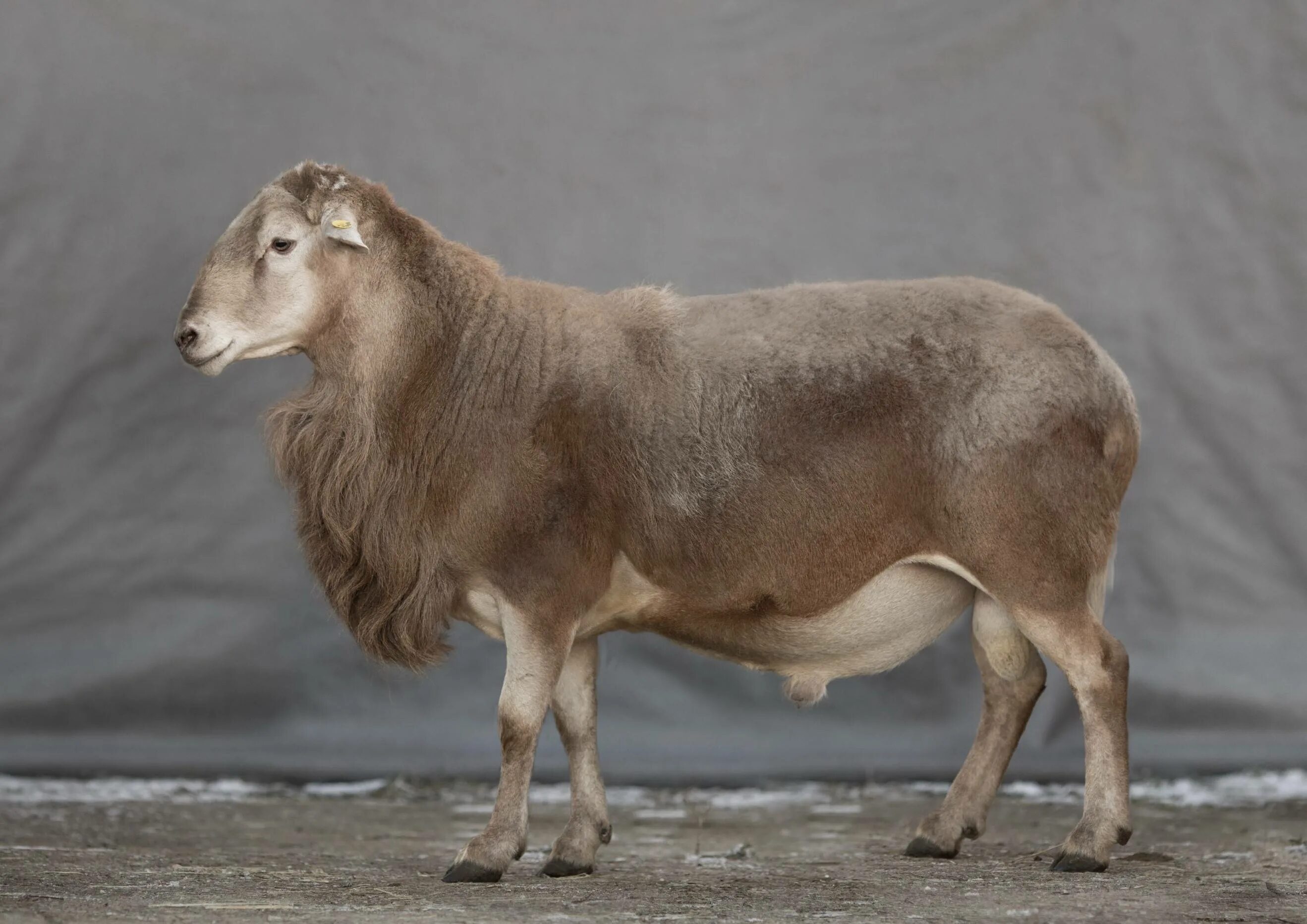 Кутумский баран. Баран катунская порода. Породы баранов катумские. Катумские овцы ягнята. Катумские овцы породы овец.