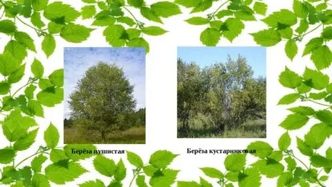 Береза пушистая систематика