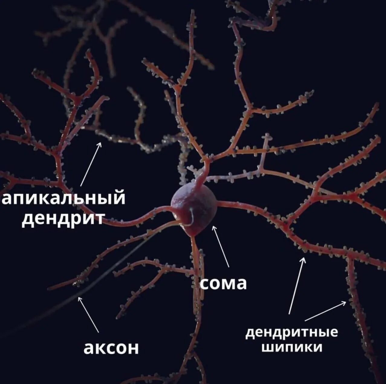 Строение нейрона шипики. Дендритные шипики. Шипиковый аппарат нейрона это. Дендрит нейрона.