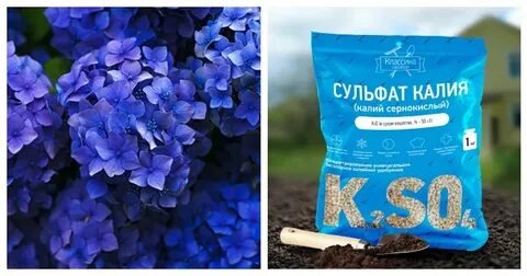 Какими удобрениями подкармливать гортензию