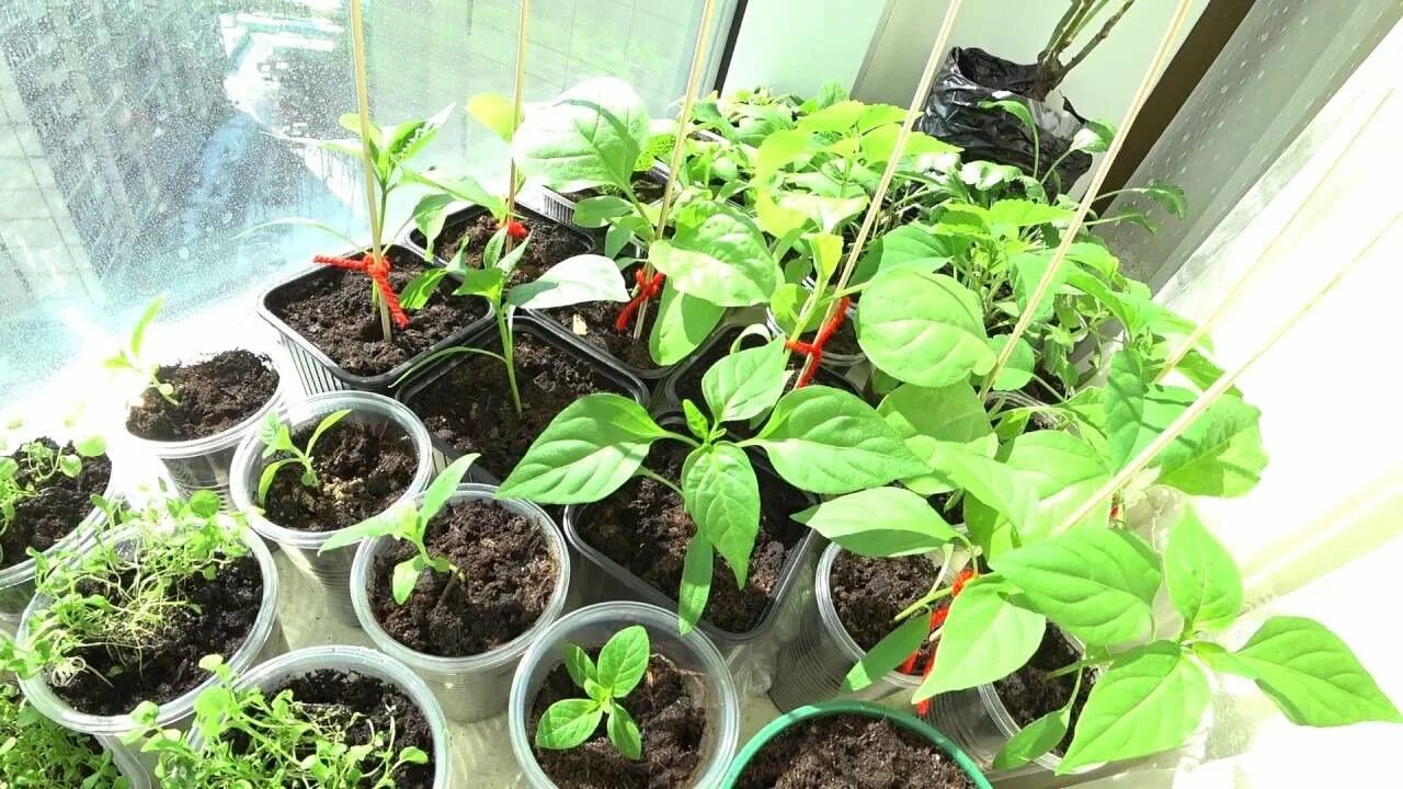 Рассада перца мелколистная. Рассада острого. Перец сладкий рассада. Всходы рассады острого перца. Рассада острого перца.