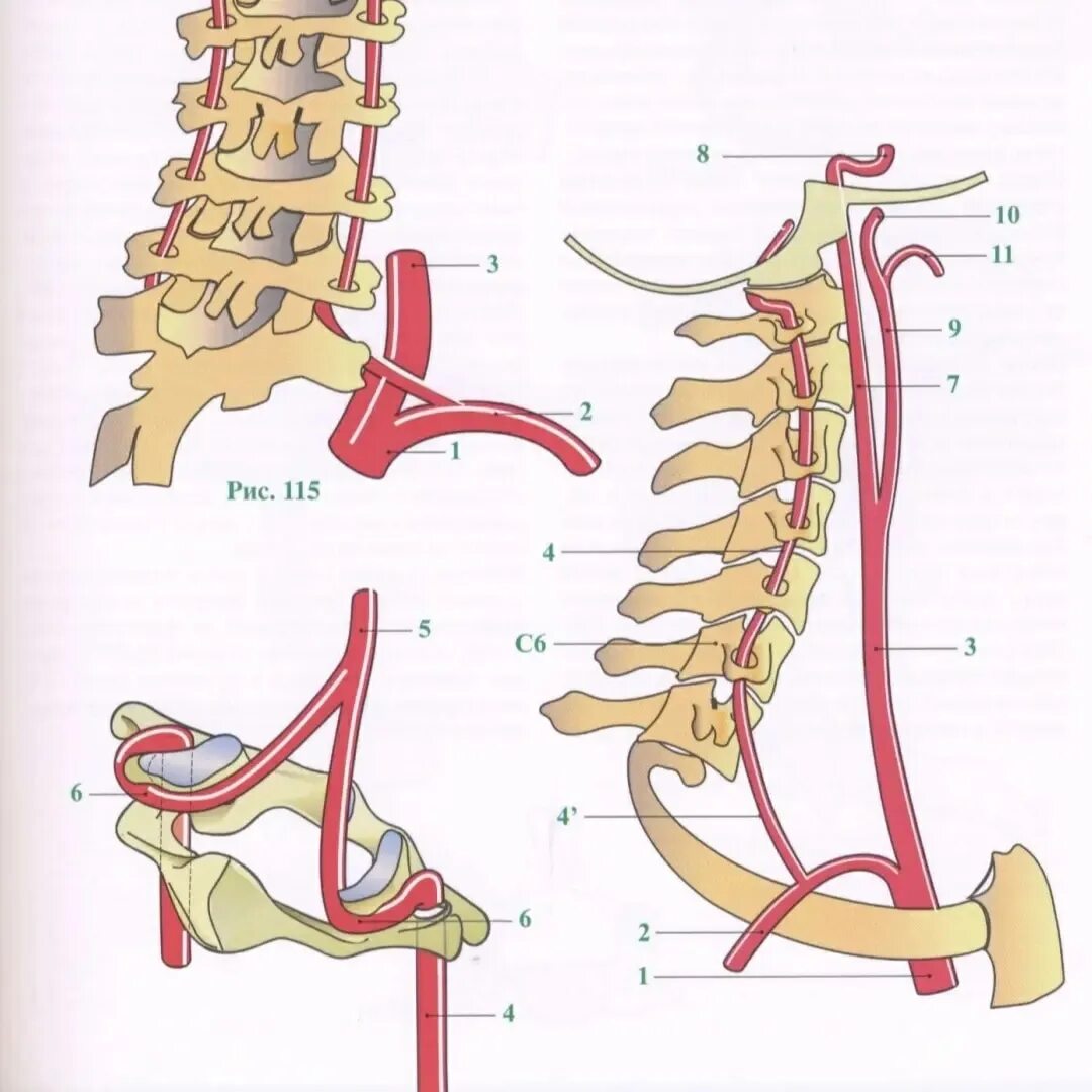 V4 позвоночной артерии. Сегмент v1 позвоночной артерии. V4 сегмент позвоночной артерии. 2 Сегмент позвоночной артерии.