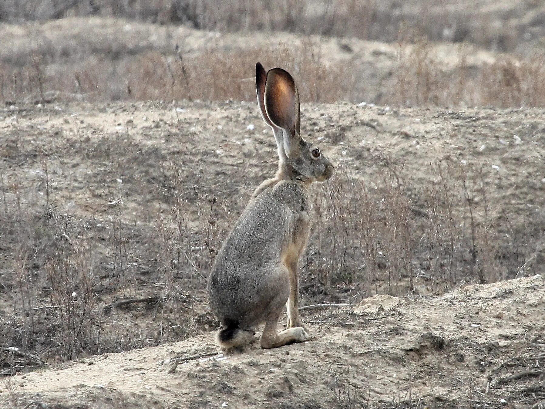 Заяц хваста. Заяц в движении. Заяц хваста. Заяц толай. Чернохвостый калифорнийский заяц.