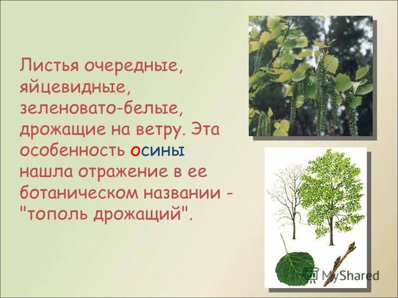 Лист дрожат на ветру. Тополь дрожащий осина. Осина презентация для детей. Тополь описание для детей. Рассказ про осину.