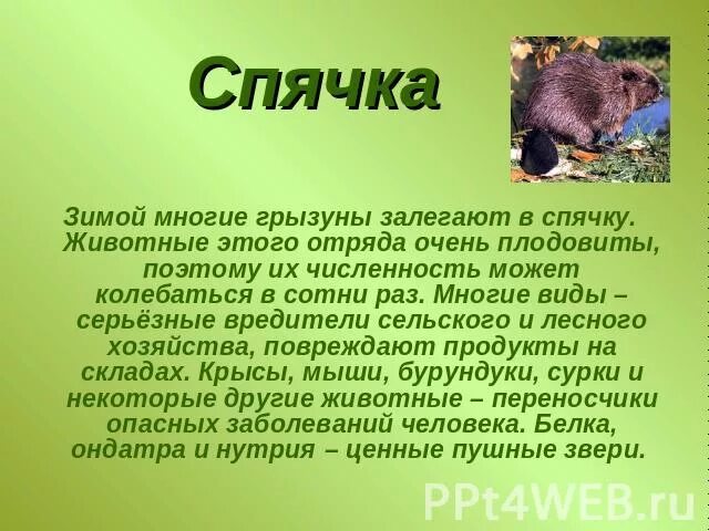 Грызуны особенности строения кратко. Отряд грызуны презентация. грызуны доклад. сообщение про грызунов. сообщение о грызунах.