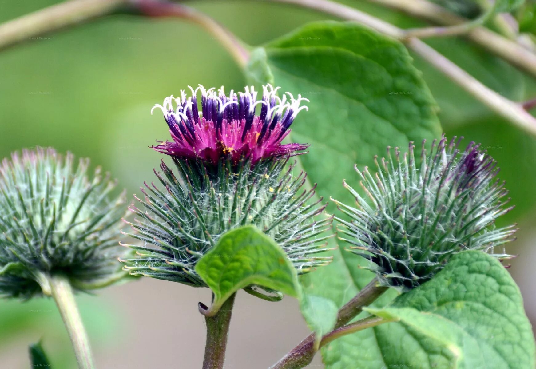 Как выглядит репейник. Лопух дубравный лесной. лопух малый (arctium minus). лопух большой репейник. лопухи (arctium lappa, a. tomentosum)..