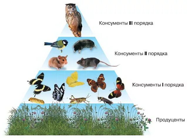 Чем отличаются консументы 1 порядка от. Пищевая трофическая цепь. Пирамида пищевой цепи. Цепи питания и экологические пирамиды. Цепи питания экология.