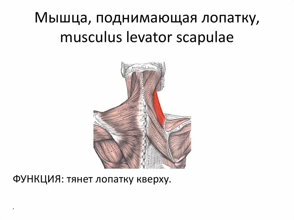 Мышца поднимающая лопатку триггер. Мышца поднимающая лопатку функции. Мышца поднимающая лопатку анатомия функция. ПОДНИМАТЕЛЬ лопатки мышца.