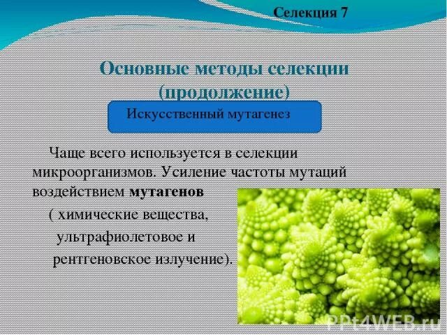 Искусственный мутагенез как метод селекции. Искусственный мутагенез в селекции. метод селекции искусственный мутагенез. методы селекции мутагенез. мутагенез в селекции растений.