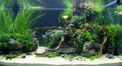 Plant aqua