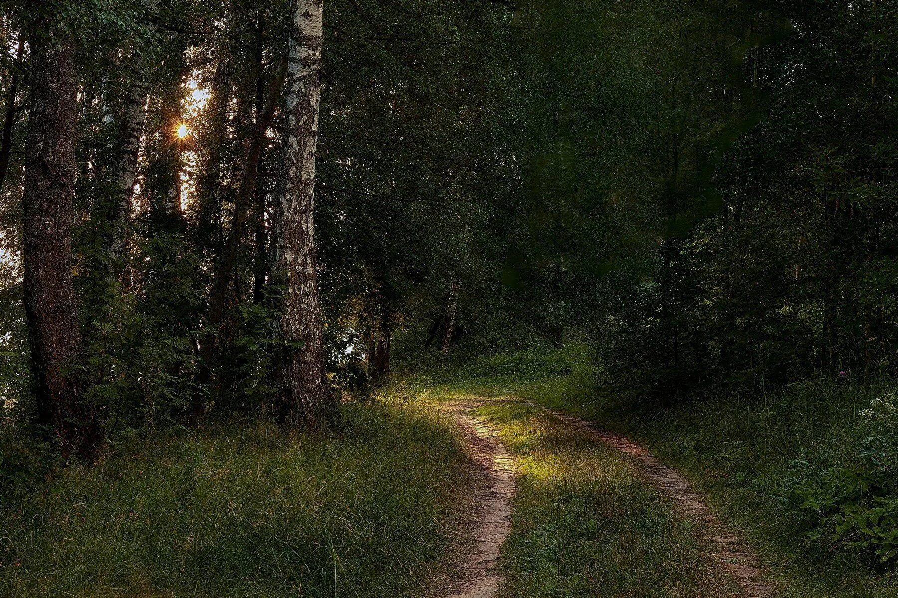 В лесу темнеет раньше. Шварцвальд тропа. сиверский лес. тропинка в лесу. лесная дорога.
