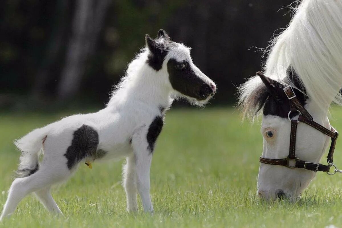 Микро лошадь. Лошади породы шайр. Сколько весит пони. Сколько весит пони. Живой вес средней лошади.