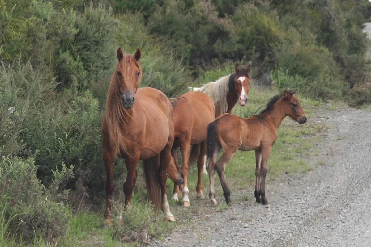 Wiki horses. Кайманава лошадь. Дикие лошади. Новая Зеландия кони. Одичавшие лошади новой Зеландии.