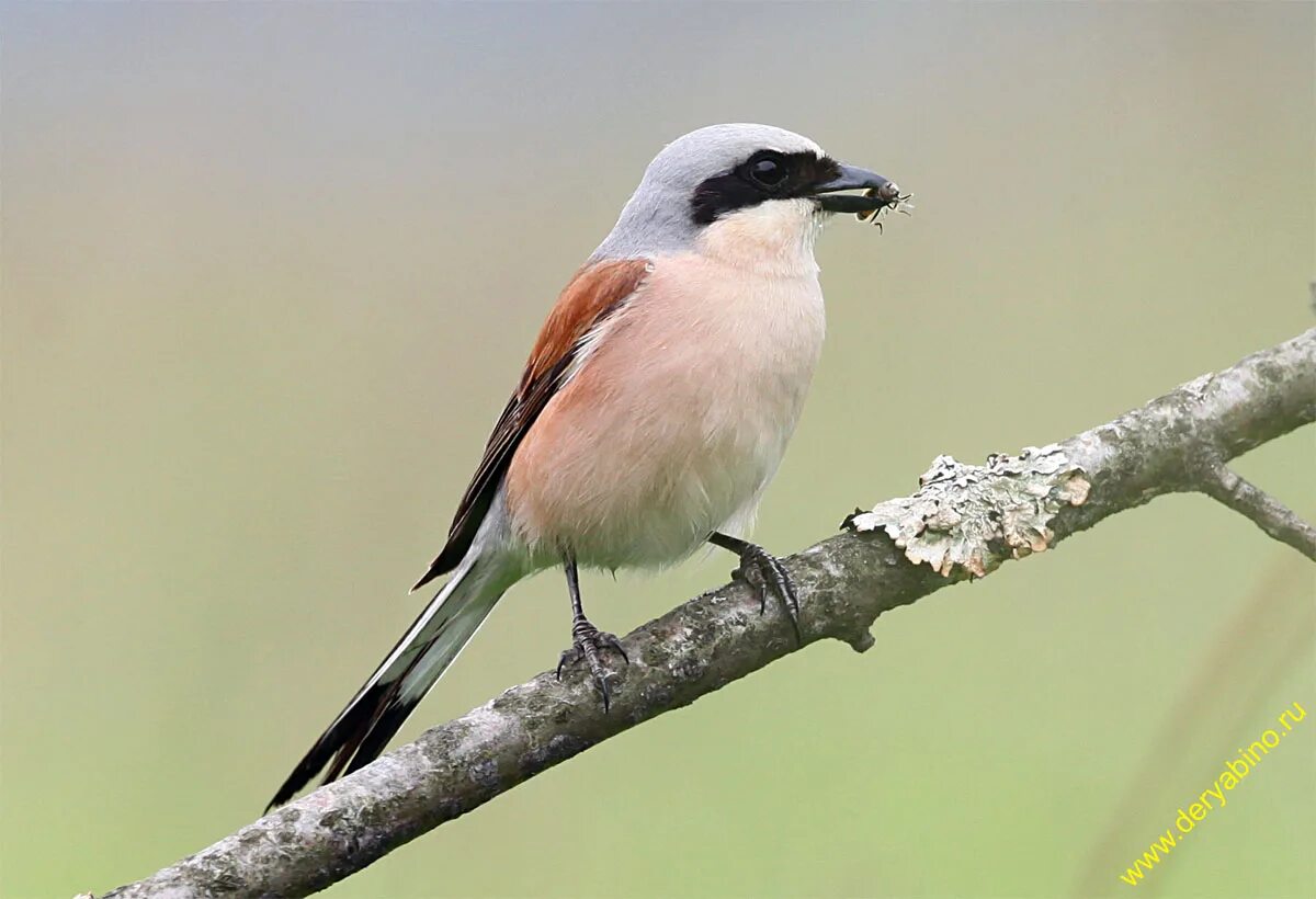 Серая мухоловка (muscicapa striata). Мухоловка птица черно белая пеструшка. Сибирский дрозд самка. Буроголовая гаичка воробьинообразные. Мухоловка-пеструшка певчая.