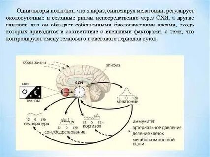 Мелатонин регулирует