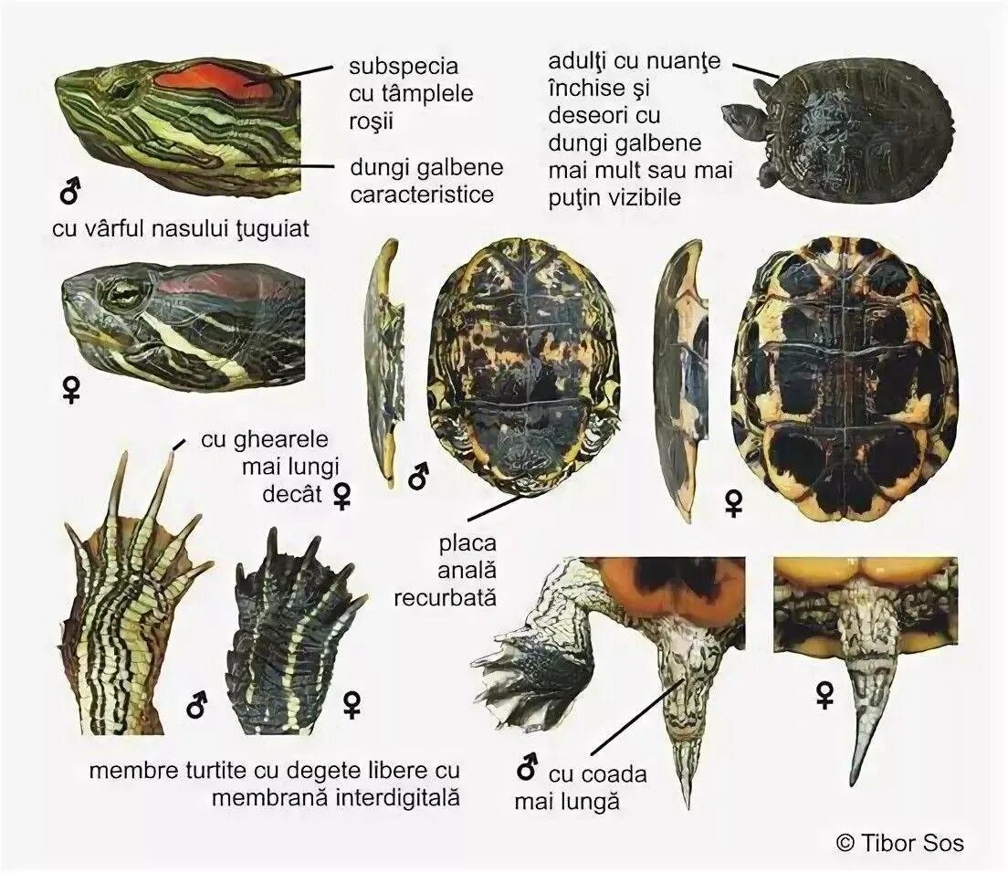 Диморфизм красноухой черепахи. Пол красноухой черепахи. Как определить пол красноухой черепахи. Лапы красноухой черепахи. Красноухая черепаха как отличить
