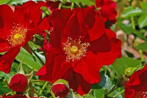 Cover rose