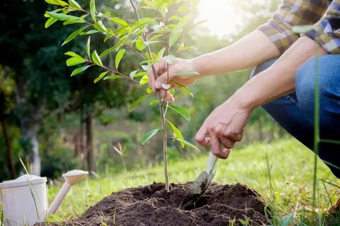 Planting sites