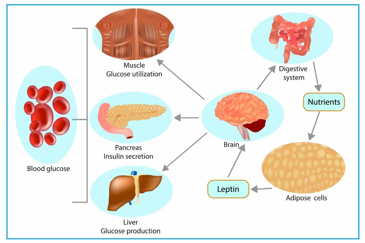 Головной мозг печень кровь. Лептин в продуктах. Продукты содержащие лептин. Гормон лептин в продуктах. Лептин в каких продуктах содержится.