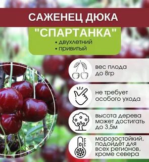 Сорт вишни дюк описание