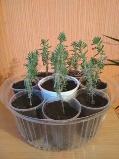 Как размножить лаванду от куста