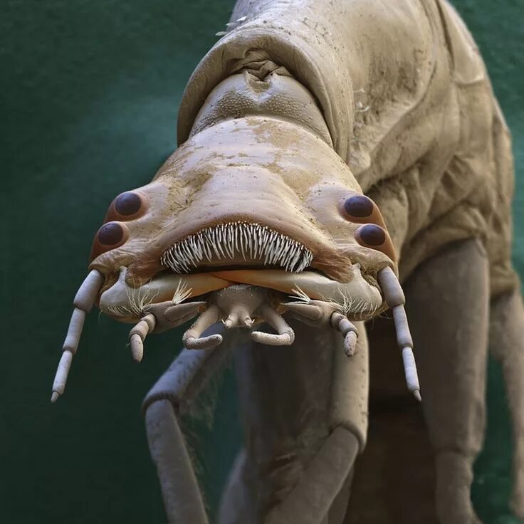 From the vault: Micro-monsters: tiny but terrifying Weird animals, Monster under