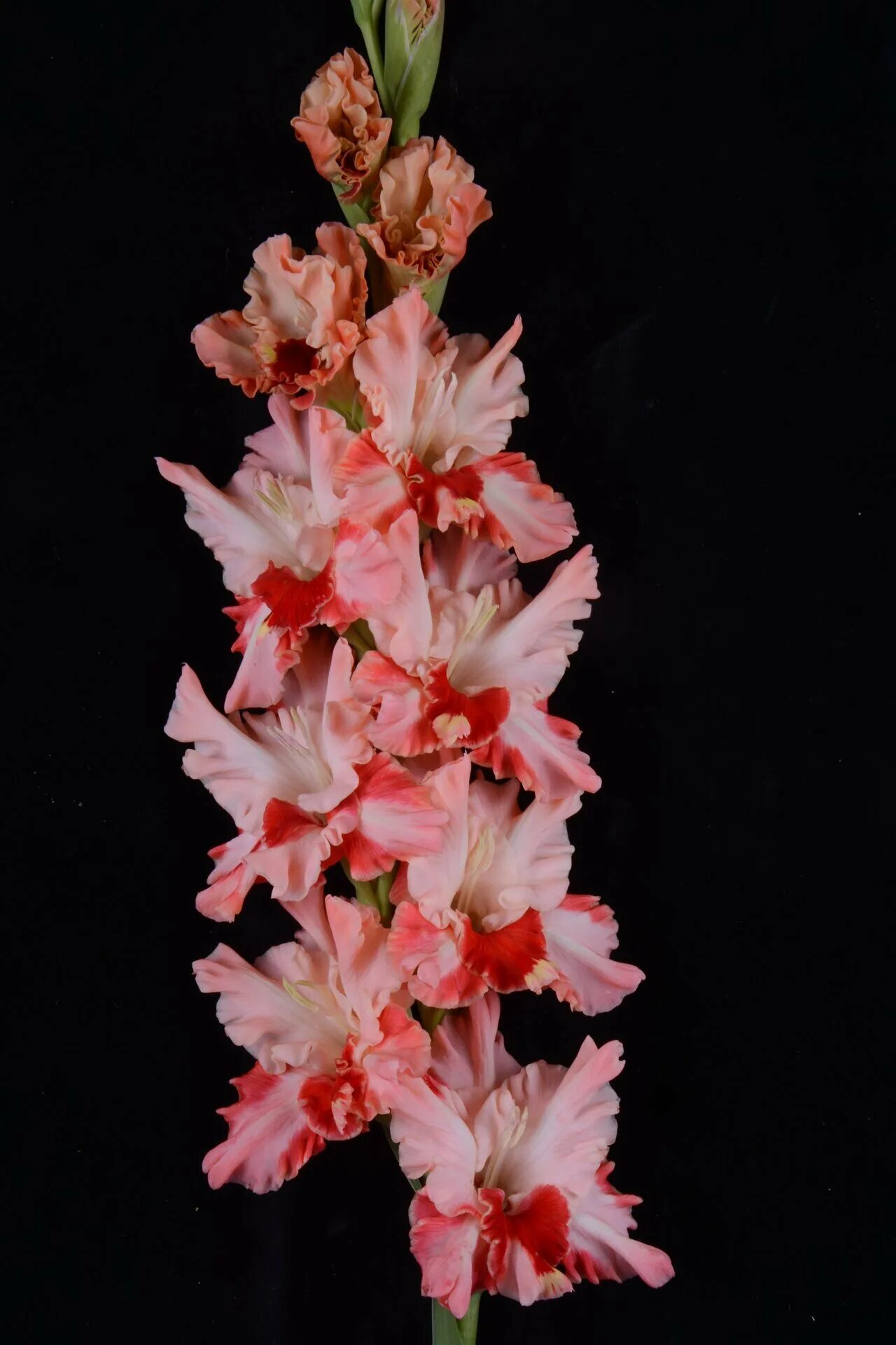 Гладиолус учо. Гладиолус северная венеция. Гладиолус джо джо. Гладиолус учо (гофр. Гладиолус orange (peter pears).