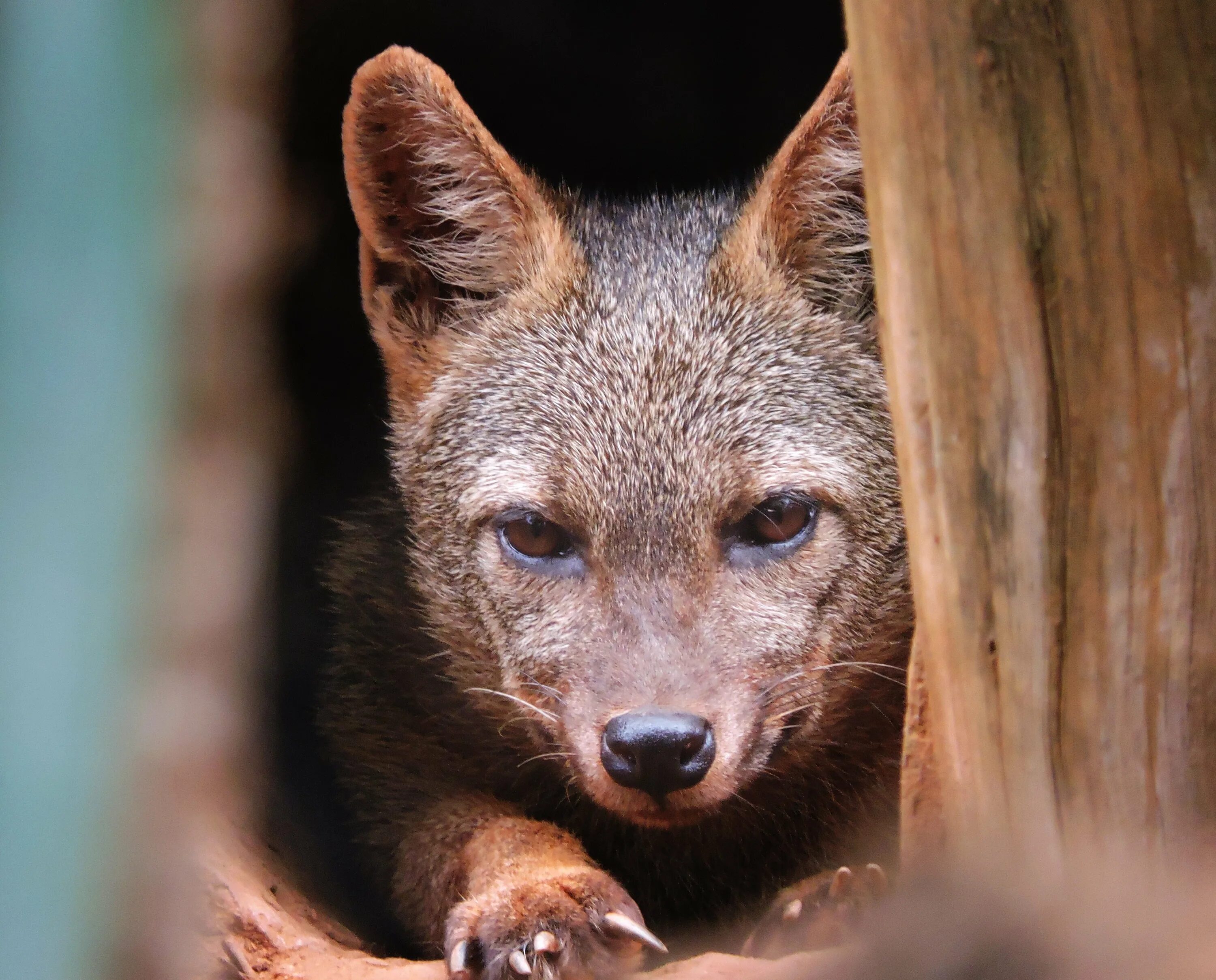 Псовые семейства млекопитающих. Род urocyon (серые лисицы). Лисица майконг. Большеухая лисица семья. Гривистый волк южной америки.