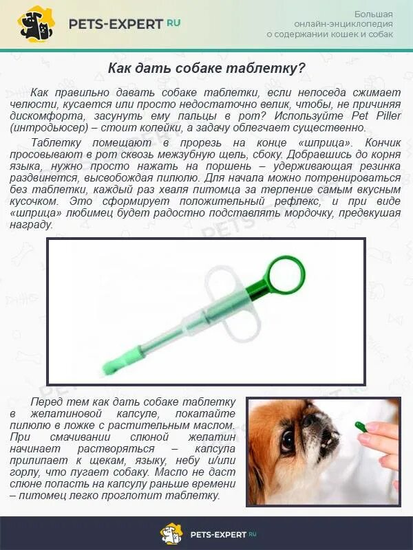 Можно ли кошке дать таблетку. Как собаке дать лекарство. как дать таблетку собаке. как правильно дать таблетку собаке.