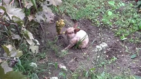 Можно давать кроликам виноград