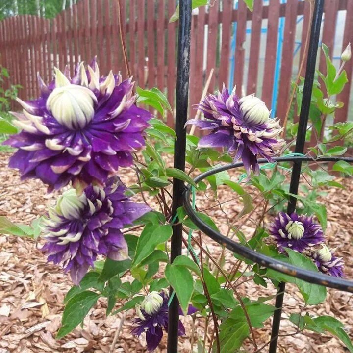 Клематис корневая. Клематис taiga. Клематис крупноцветковый taiga. Клематис taiga. Клематис taiga.