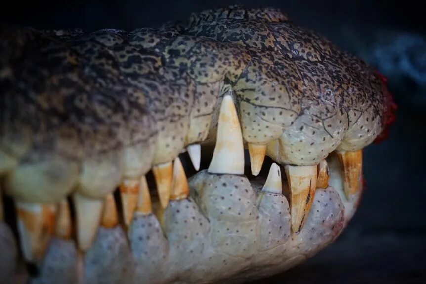Челюсть крокодила. Самая сильная челюсть