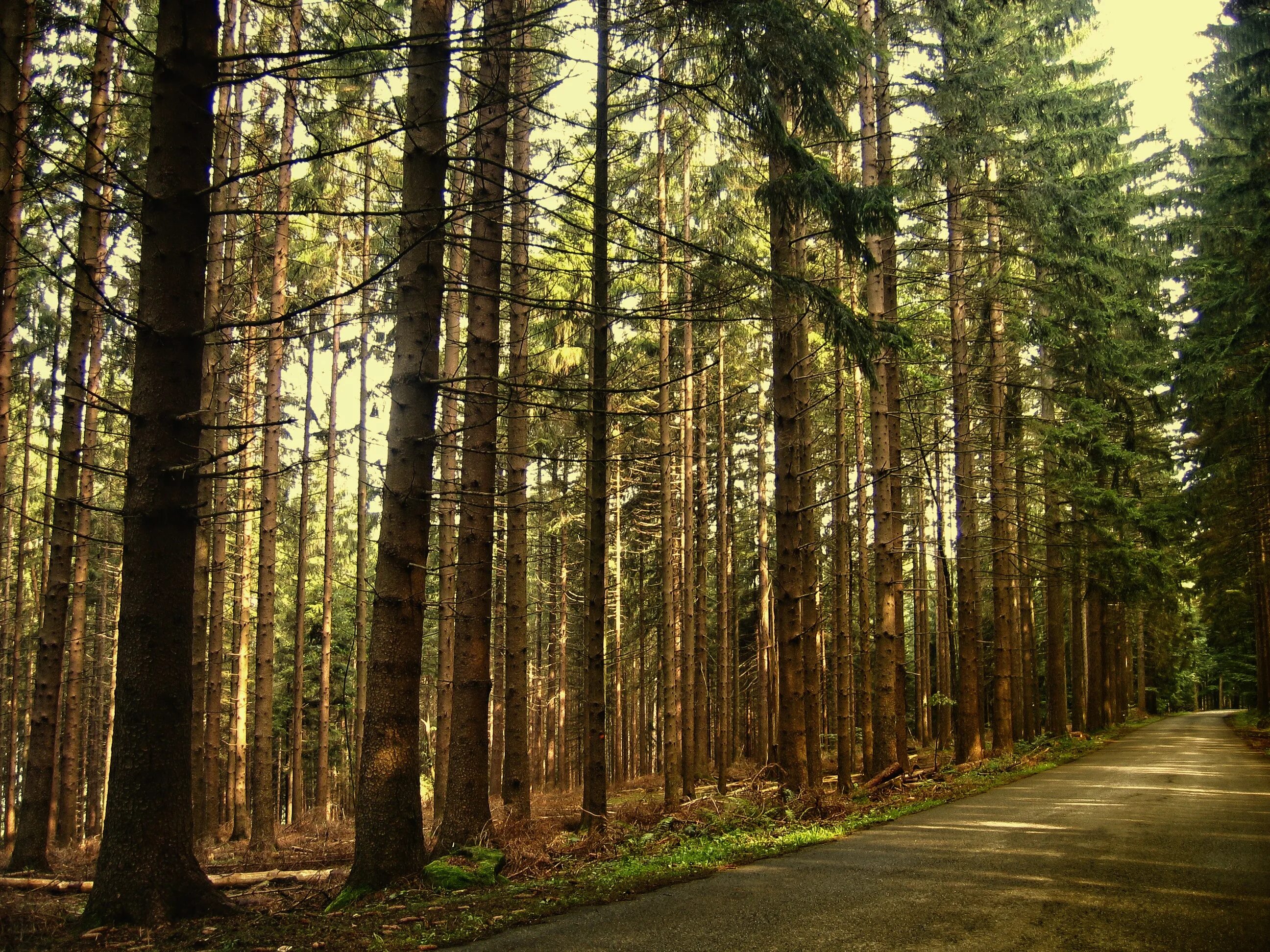Lots of trees