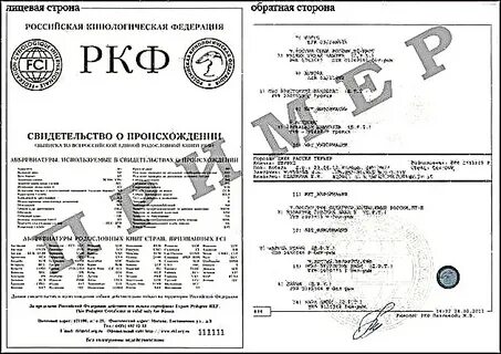 Ркф российская кинологическая