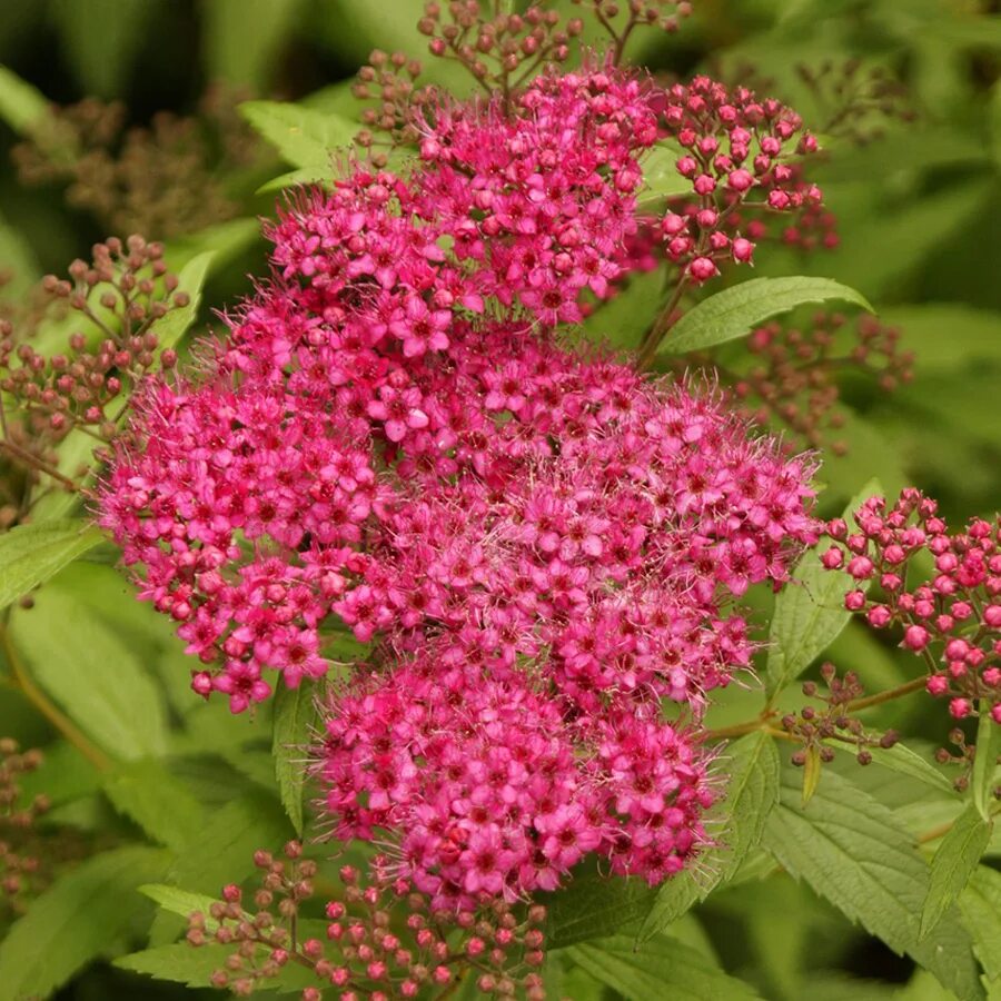 Спирея красная. Спирея японская 'Darts Red'. Спирея японская дартс ред (Spiraea japonica Dart's Red). Спирея Антонио Ватерер.