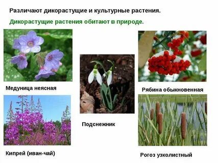 Какие растения различают