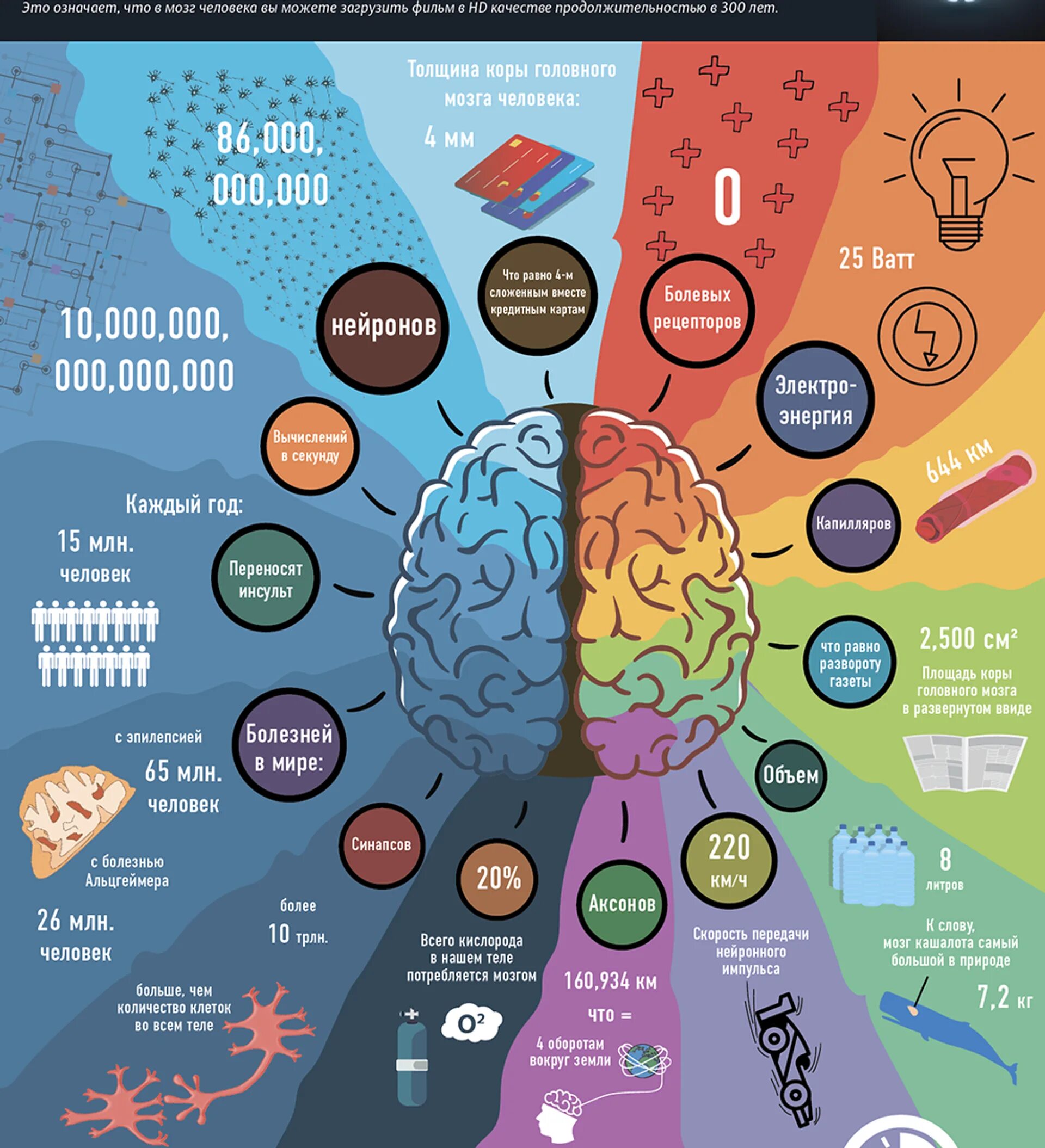 Сколько в мозгах памяти. Мозг инфографика. Интересная инфографика. Инфографика люди. Инфографика мозг человека.