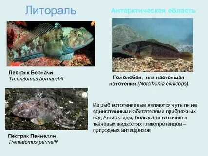 Трематом пестряк почему не замерзает