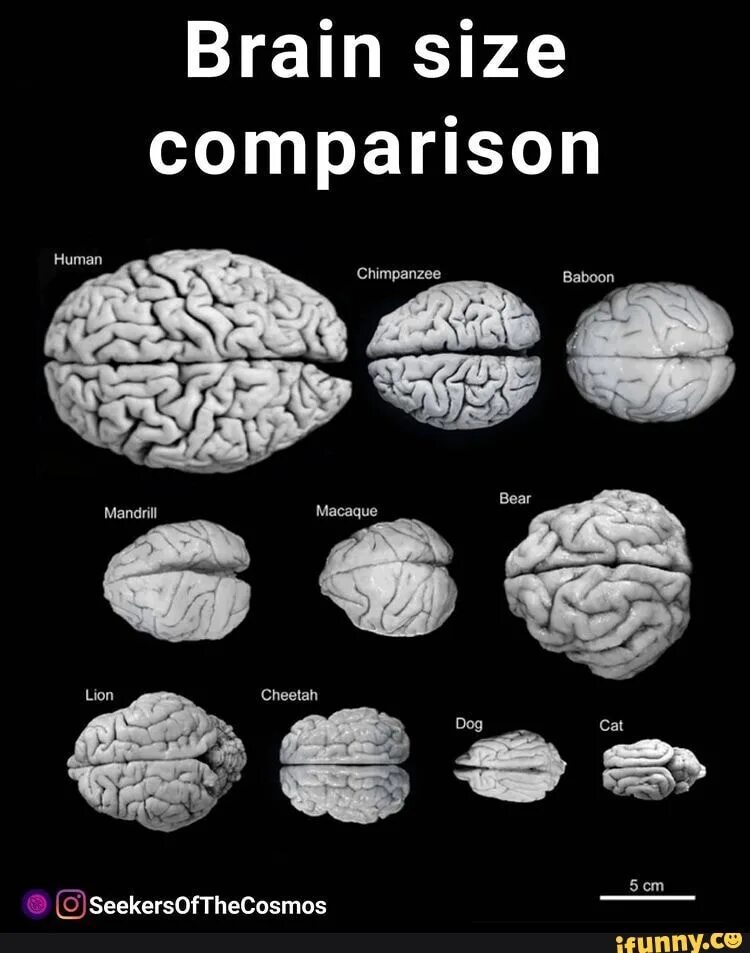 Какой мозг у приматов. Объем мозга обезьяны. Мозг человека и обезьяны в сравнении.