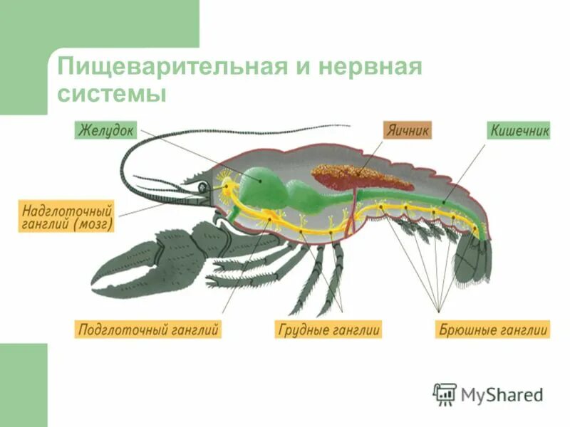 Вывод к теме членистоногие. Тип передвижения ракообразные. Строение конечностей ракообразных. Вывод о моллюсках. Вывод ракообразных.