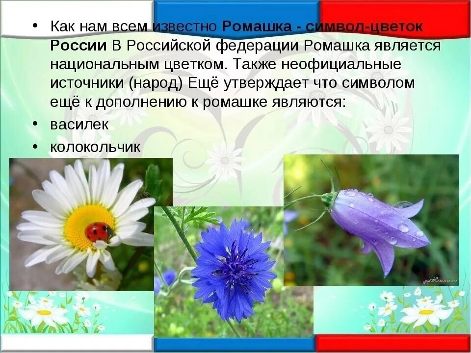 Растение символ страны. Растение символ России. Цветок символ России. Ромашка символ России. Национальный символ России цветок.