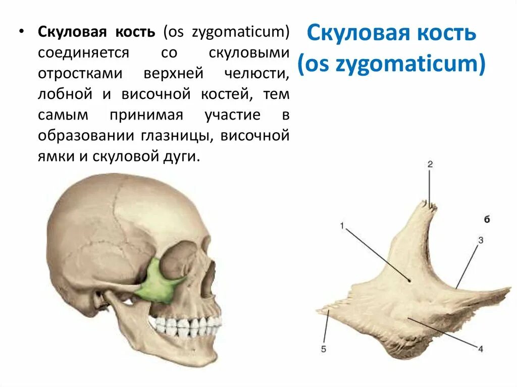 Анатомия скуловой кости и дуги. Скуловая дуга анатомия человека. Височная кость скуловой отросток. Скуловая кость черепа анатомия.