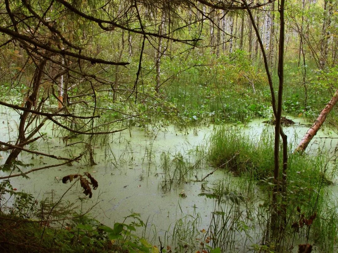 В исследованной воде из местного болота. Чертово болото Новгородской области. Тростниковое болото серебряный Бор. Болото в лесу. Болото в Челябинской области.