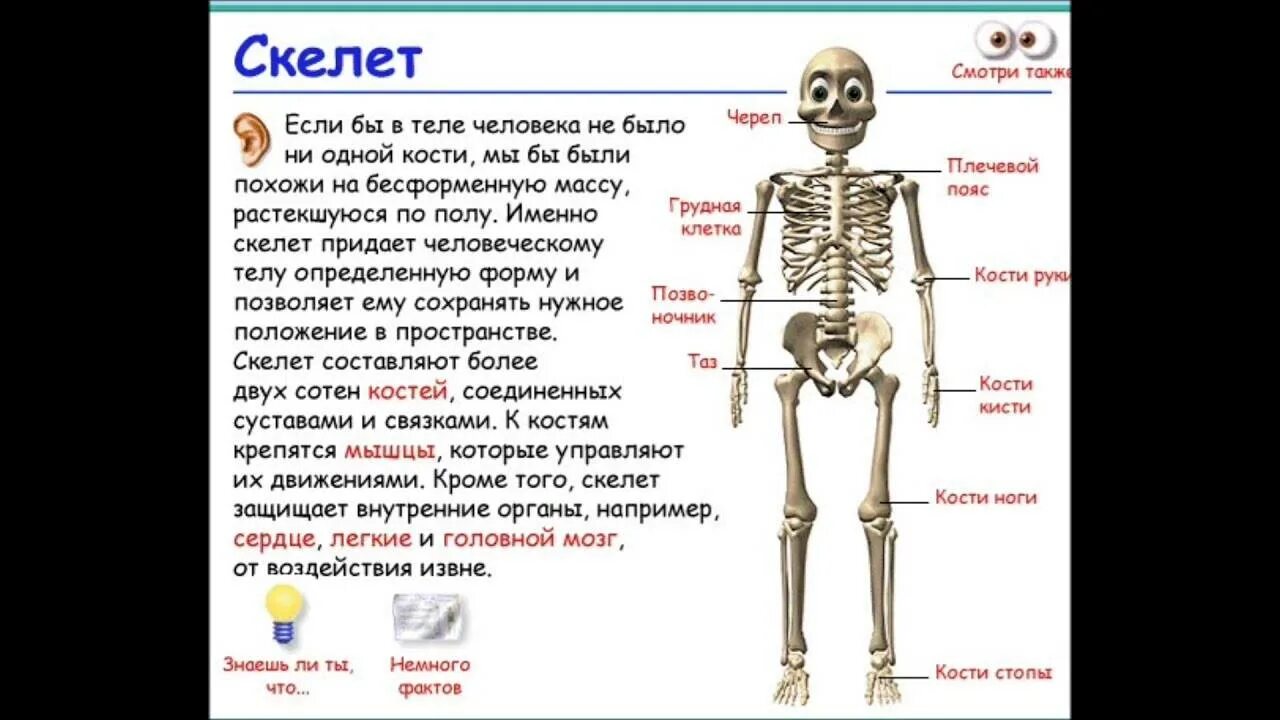 Сколько костей в теле человека. Игра скелет Костя Косточкин. Сколько костей у человека. Количество костей в скелете человека. Сколькоклстей в теле человека.