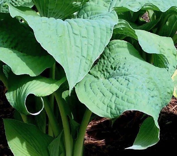 One Last Dance Hosta Shade plants, Hosta gardens, Hostas