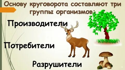 Круговорот жизни 3 класс