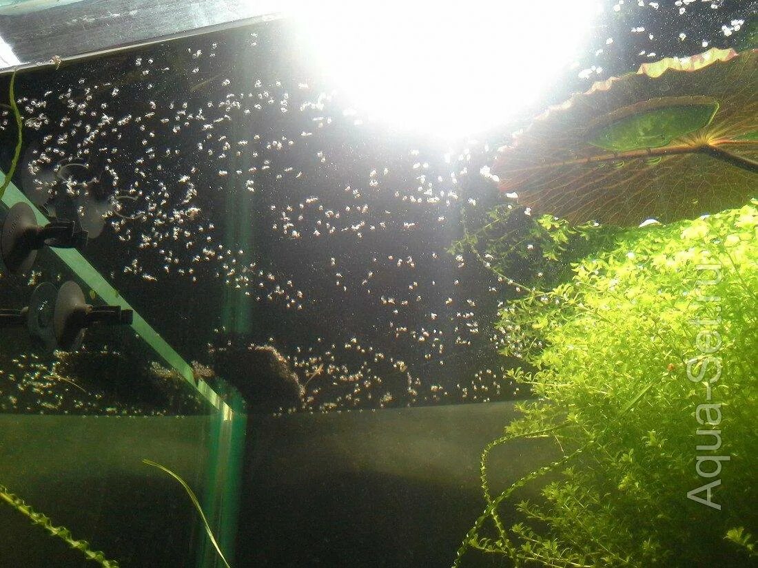 Пузыри в аквариуме на поверхности. Пузырьки на поверхности воды в аквариуме. Скопление пузырьков на поверхности аквариума. Пузырьки на поверхности аквариума с петушком.
